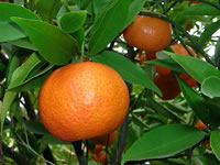 Citrus reticulata